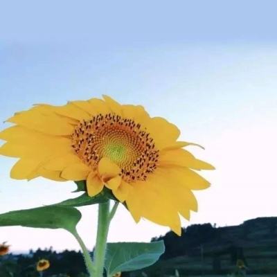 乱世小太子手游下载